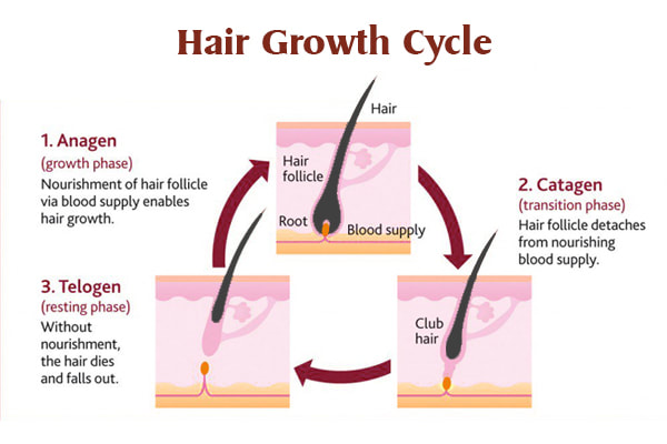 hair growth cycle: anagen, catagen, and telogen