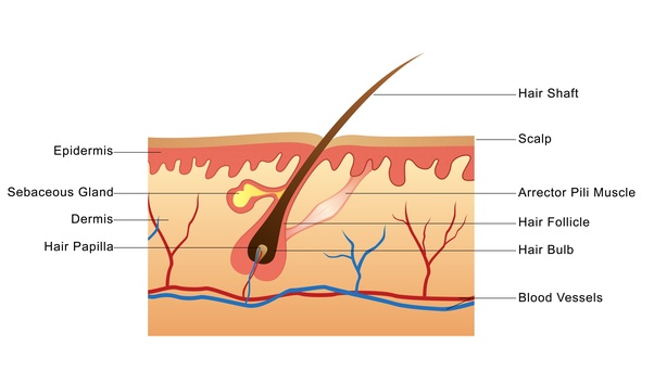 anatomy of hair follicle