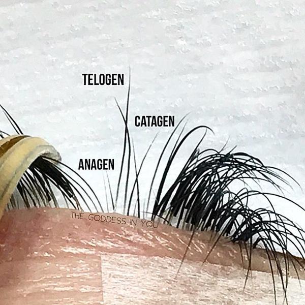 Eyelashes have different stages of growth